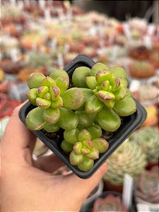 Sedum lucidum obesum