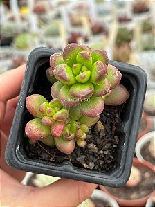 Sedum lucidum obesum