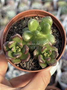 Sedum lucidum obesum