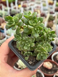 Echeveria supia