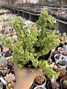 Columéia baton (crespa)