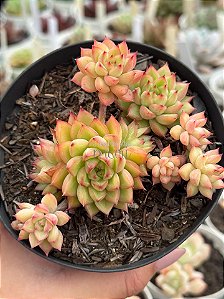 Echeveria mebina (colônia)