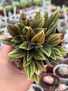 Peperomia caperata rosso