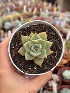 Echeveria chimera