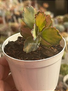 Kalanchoe aurora borealis