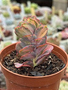 Kalanchoe aurora borealis