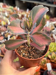 Kalanchoe aurora borealis