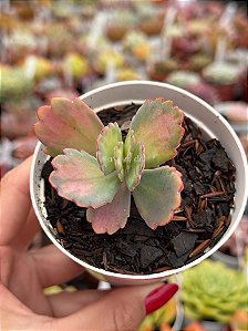 Kalanchoe aurora borealis