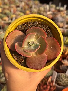 Echeveria suyon (sem raiz)