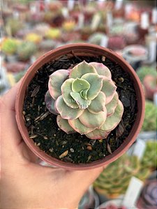 Echeveria suyon variegata