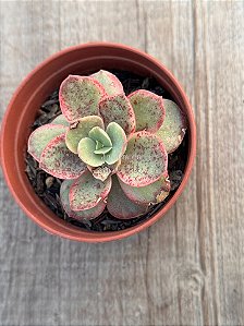 Echeveria suyon variegata