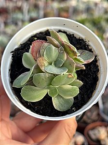 Echeveria suyon variegata