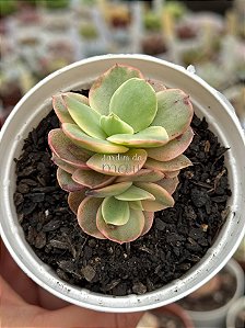 Echeveria suyon variegata
