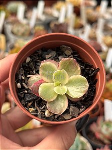 Echeveria suyon variegata