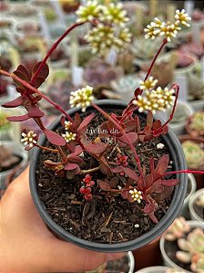 Crassula atropurpurea