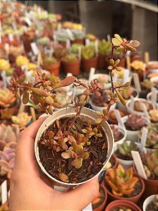 Crassula atropurpurea