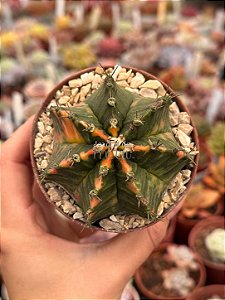 Gymnocalycium mihanovichii 02
