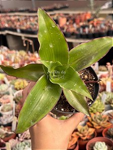 Callisia fragans