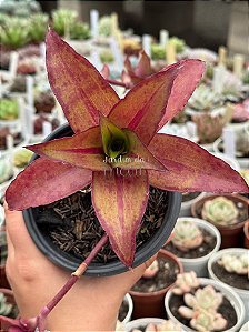 Callisia fragans