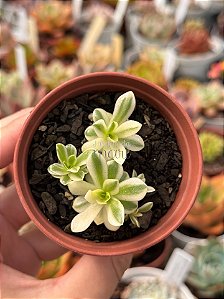 Orostachys malacophylla variegata