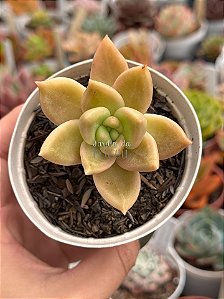 Echeveria citrina