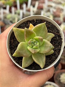 Echeveria citrina