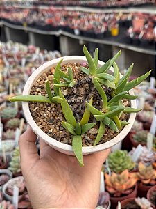 Bergeranthus (flor amarela)