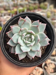Echeveria blue bird