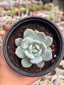 Echeveria monroe