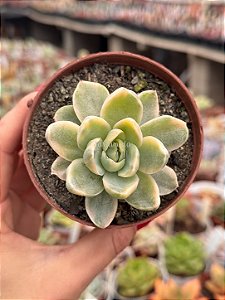 Echeveria albicans variegata