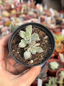 Echeveria albicans variegata