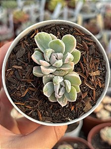 Echeveria albicans variegata