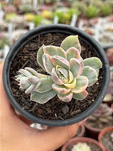 Echeveria albicans variegata