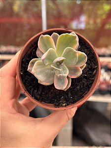 Graptoveria mrs richards variegata