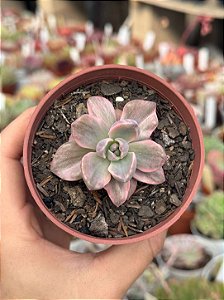 Graptoveria mrs richards variegata