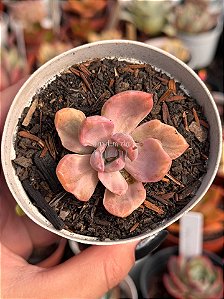 Graptoveria mrs richards variegata