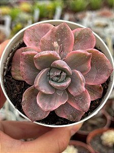 Graptoveria mrs richards variegata