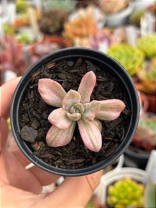 Graptoveria mrs richards variegata