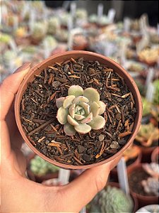 Echeveria subcorymbosa lau026