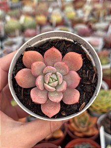 Echeveria subcorymbosa lau026