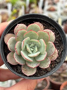 Echeveria subcorymbosa lau026 (sem raiz)