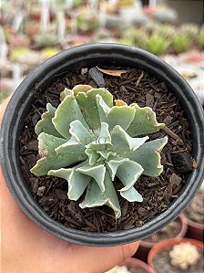 Echeveria medusa