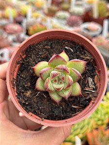 Echeveria fire pillar