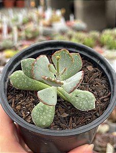 Cotyledon choco line