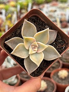 Graptopetalum paraguayense variegata (sem raiz)