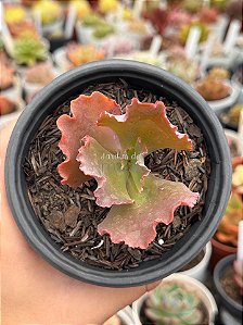 Echeveria red bubbles
