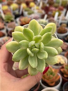 Sedum Alice evans variegata