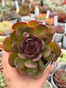 Echeveria black tan