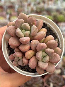 Graptopetalum amethystinum red (colônia)
