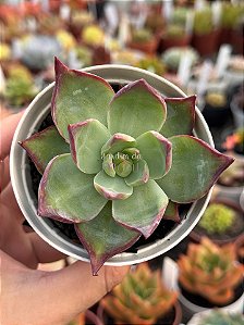 Echeveria casio